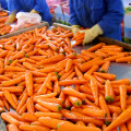 Carrot exporters